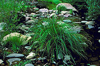 Picture of West Fork Trail at Oak Creek