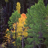 Fall Aspens - Flagstaff