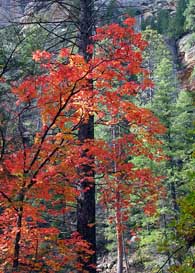Colors of Fall