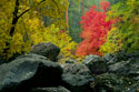 Fall Changing Colors in Oak Creek Canyon
