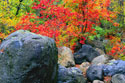 Picture of Autumn Colors in West Fork
