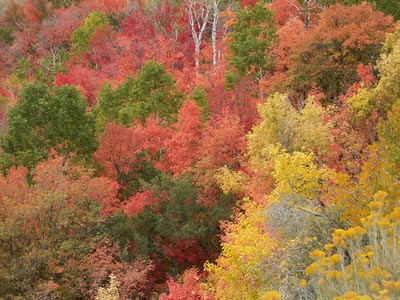 Oak Creek Canyon in the Fall