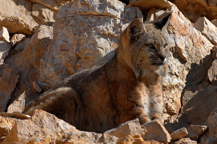 Picture of Bobcat at Grand Canyon