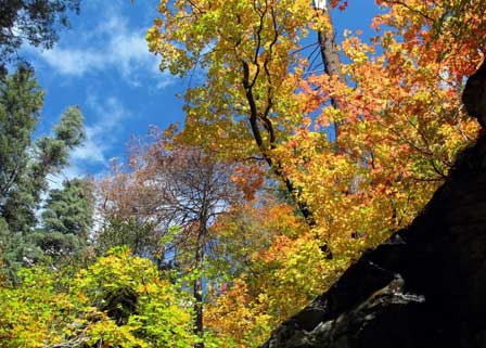 Brilliant Colors of Autumn