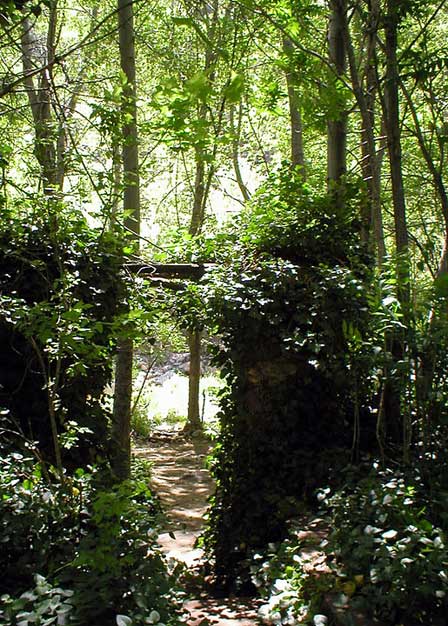 Lush Foliage at the Trail