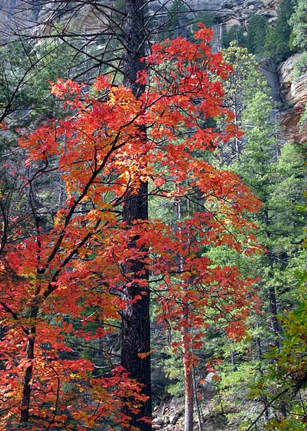 Colors of Fall