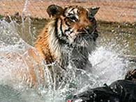 Tiger Splash at Out of Africa Park